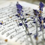 Dry,Lavender,On,An,Old,Book,Closeup