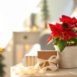 Christmas,Flower,Poinsettia,With,Gift,Boxes,On,Light,Table