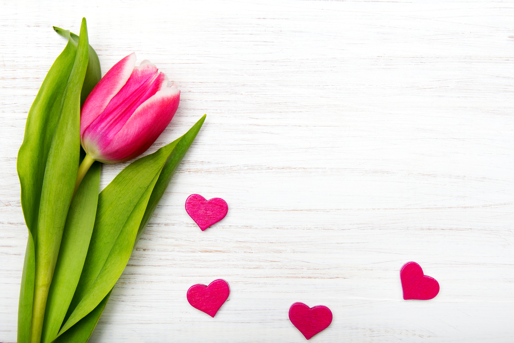 Tulip,flower,small,hearts,on,white,wooden,background,,copy,space